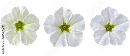 Set of three delicate light purple bellflower stems isolated on png transparent background