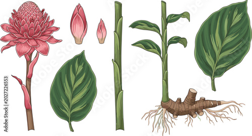 Konstfotografi Botanical torch ginger vector set showing pink flower buds leaves stalk and root