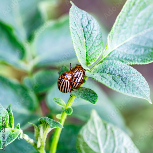 Colorado Potato Beetle (Leptinotarsa decemlineata).Colorado potato beetles make love on green potato leaves. Parasites in wildlife and agriculture.