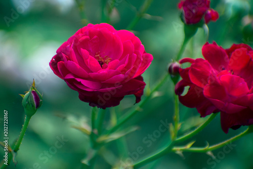 Фотография Rosa mysterious floribunda rose flower blooming with rich petals in natural garden environment