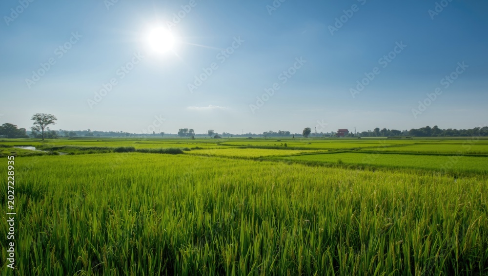 Obraz premium Lush Green Rice Paddy Under Bright Sky Rural Landscape, Wide Angle, Vibrant Colors
