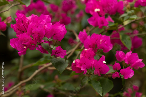 pink flowers in the garden