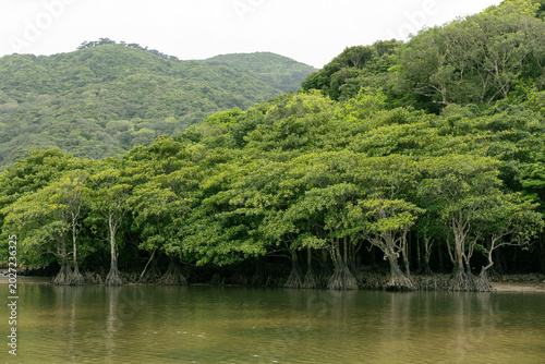 mangrove forest in Japan, Iriomote Island