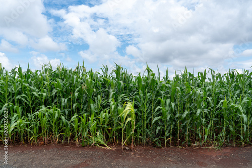 Photos Sugarcane plantation