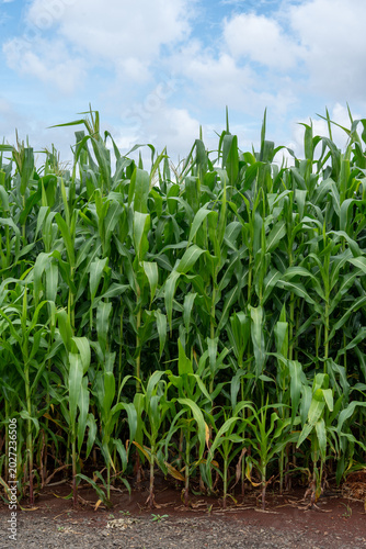 Foto Sugarcane plantation