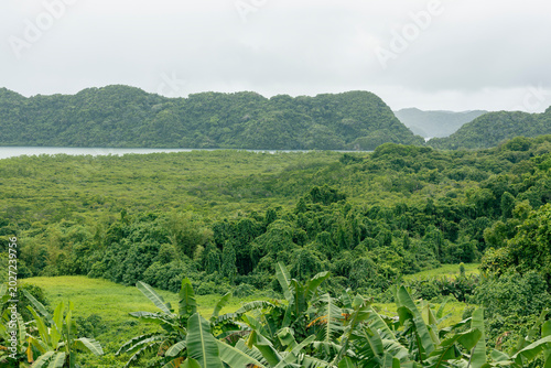 tropical forest in Palau, Micronesia