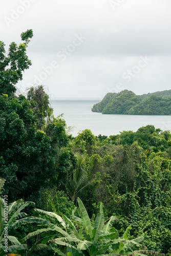 tropical forest in Palau, Micronesia