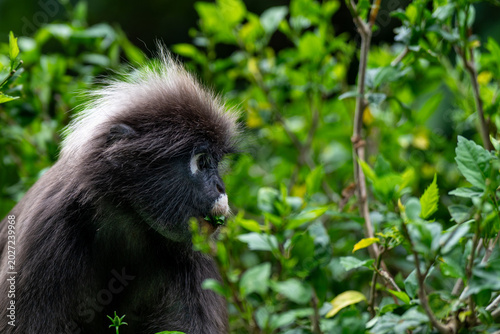 Langur à lunettes ou langur sombre de Langkawi en Malaysie.