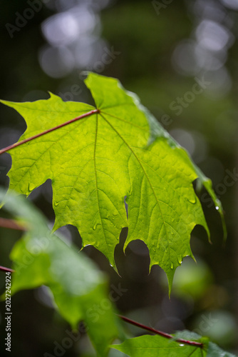 spring in the forest.Leaf illuminated after rain