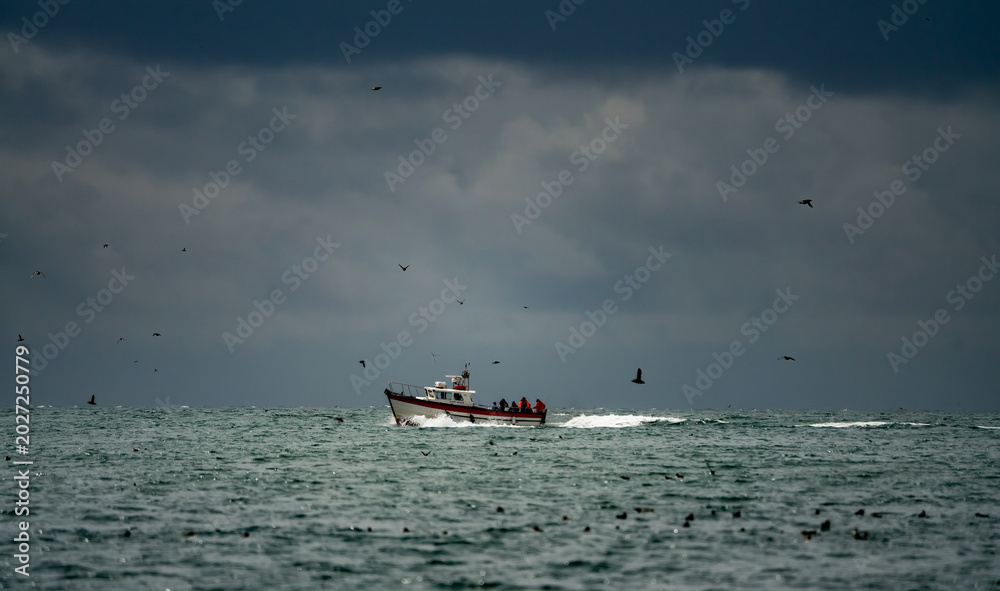 Obraz premium Puffins flying around the sea off Skomer Island