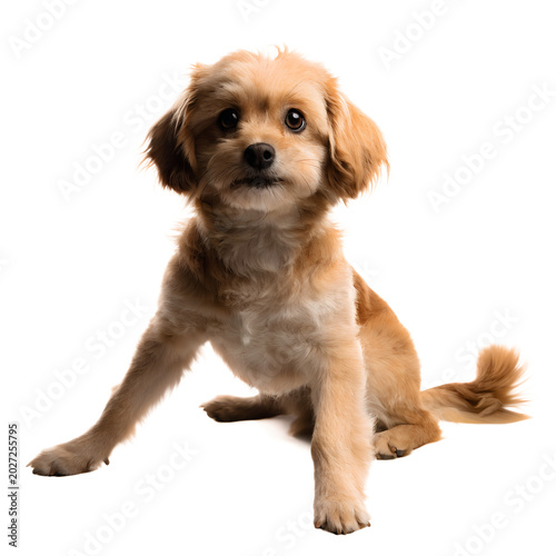 Cute Dog Isolated on White Background Adorable Pet Portrait Studio Shot