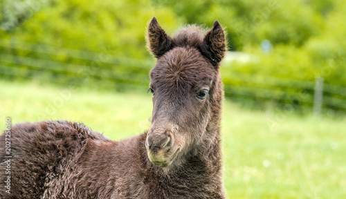 Fotografie Portrait of a cute dark brown Icelandic horse foal on a green spring pasture