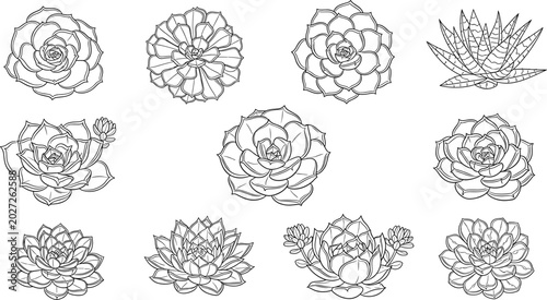 Succulent and lotus flower collection with detailed botanical line art illustrations, monochrome outline style decorative plants vector design set