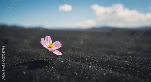 Beautiful pink flower bloom...