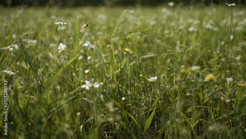 A flourishing field full of...