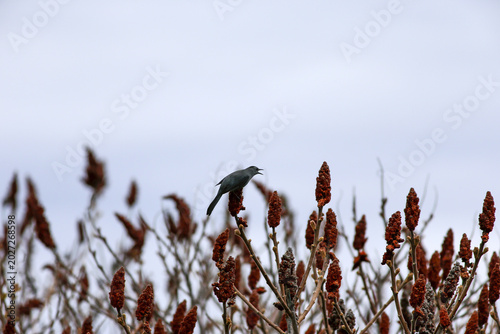 Fotografie Moqueur chat, Dumetella carolinensis, sur un sumac vinaigrier dans une zone bois