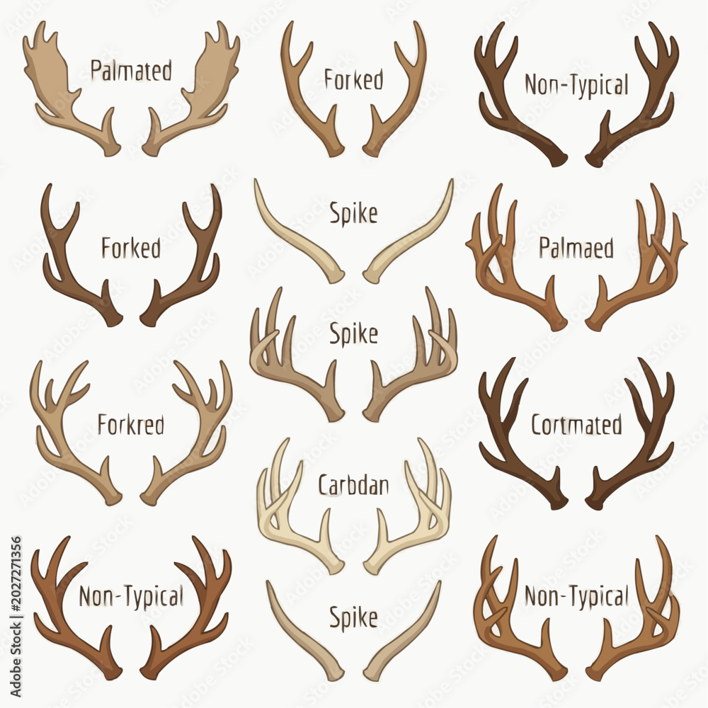Obraz premium An educational grid displaying various types of deer antlers with their names, showcasing different shapes, sizes, and classifications on a light background.