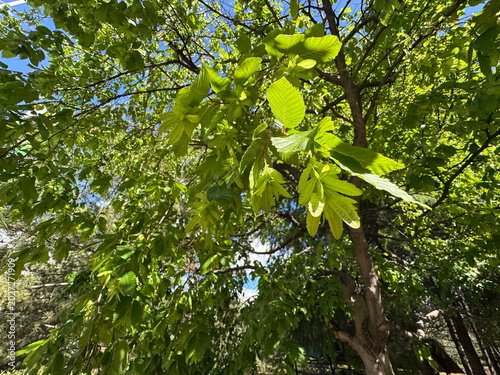 Foto Green leaves and winged seed clusters on a Carpinus betulus branch