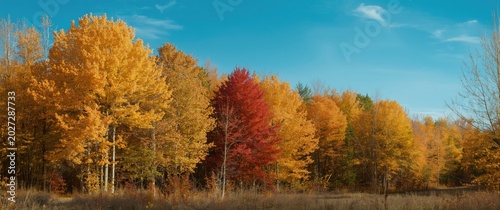 Bright fall forest landscap...