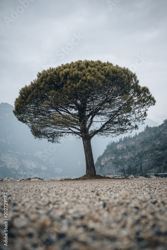 Krummer Baum