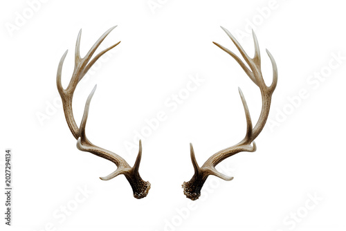 Pair of deer antlers framing an empty space isolated on transparent background