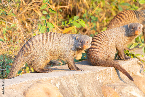 Canvas Print Banded Mongoose (Mungos mungo) mob or gang at sunset Kruger National Park, South