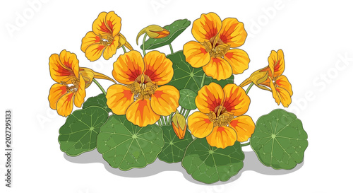 Schilderij op canvas Vibrant nasturtium flowers with green leaves in a botanical illustration