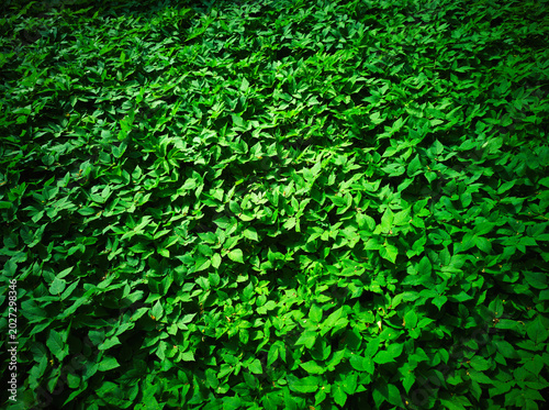 Greenery in city park landscape background