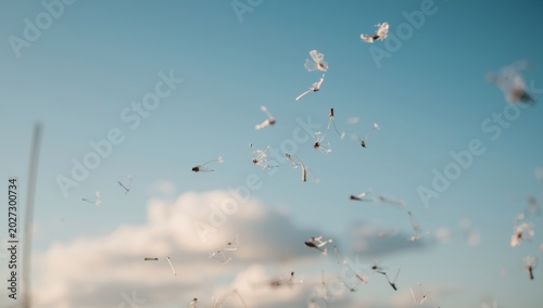 Airborne dandelion seeds fl...