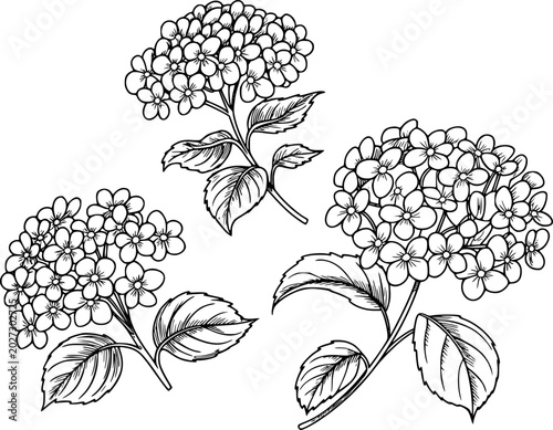 Black and white line hydrangea flowers isolated white background, floral botanical