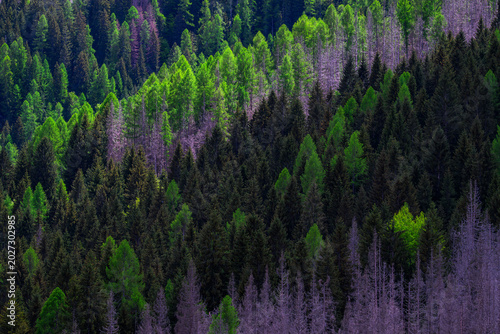 Photos Forest dieback and larch regrowth in the Alps