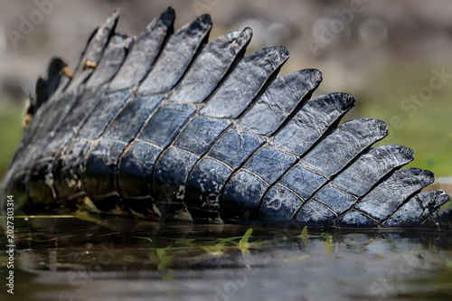 Tail of the Dragon American Alligator 