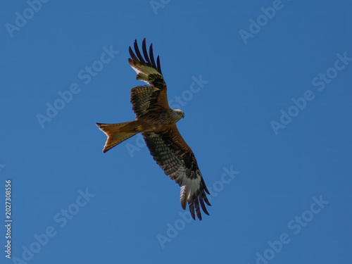 Tableau sur toile red kite (Milvus milvus)