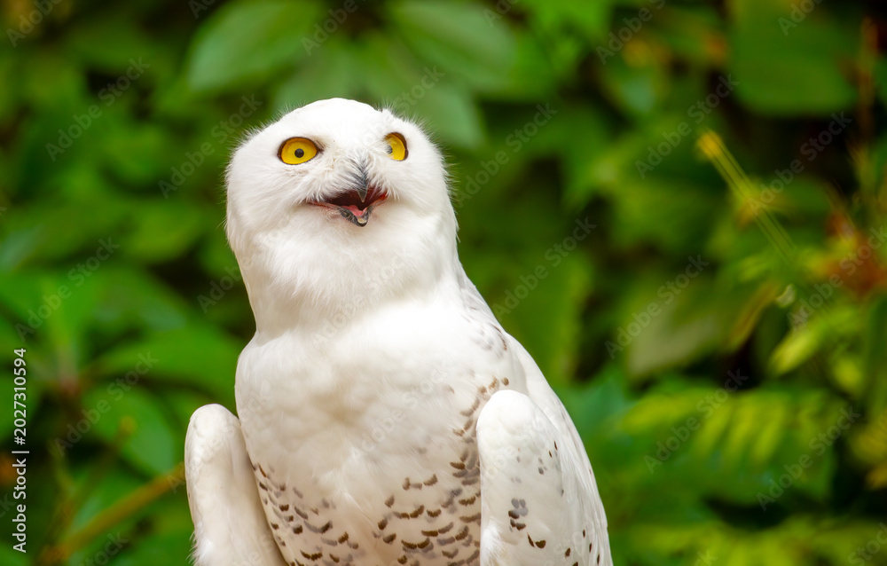 Obraz premium Snowy owl close-up. A beautiful snowy owl sits against a backdrop of green leaves. White owl on a green background.