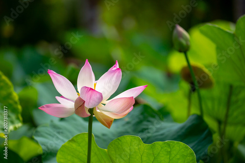 Quadro em tela Lotus pond