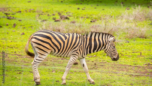 Canvas Print Zebras walking in a green meadow and eating grass