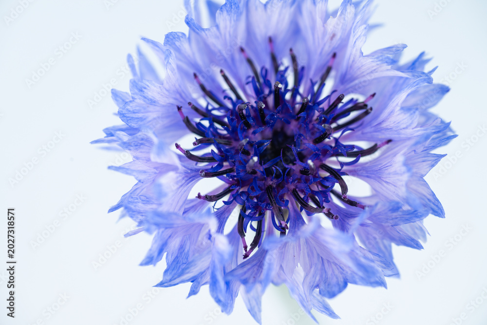Obraz premium Close up of Blue and White Striped Bachelor's Button Flowers on Light Background