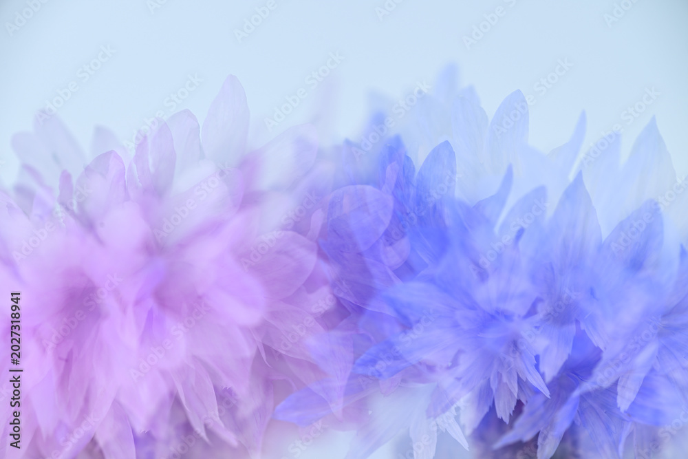 Fototapeta premium Close up of Bachelor's Button Flowers on Light Background