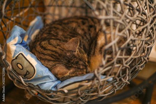 Konstfotografi A tabby cat sits calmly inside a cozy cat cafe environment, appearing healthy an