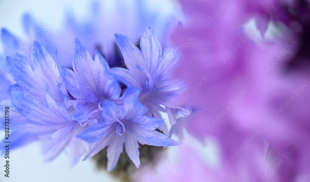Obraz premium Close up of Blue and White Striped Bachelor's Button Flowers on Light Background