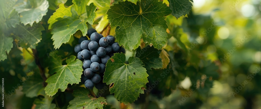 Fototapeta premium A bunch of grapes nestled among rich green leaves on vine with open copy space
