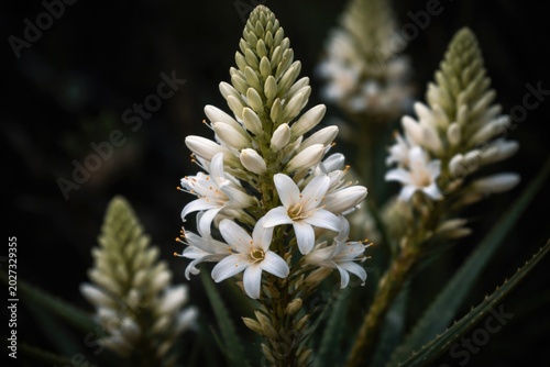 White aloe flowers and new ...