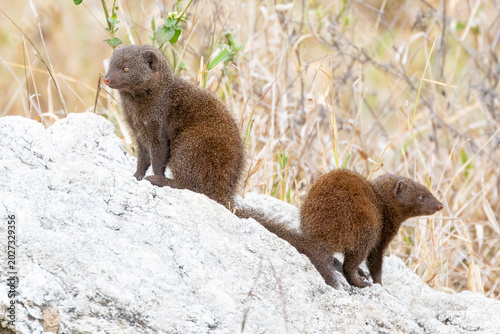 Photos Pair of Dwarf Mongoose (Helogale parvula) playing on rocks at dawn in grassland