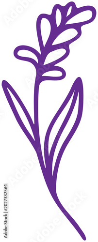 Lavende flower over the white background