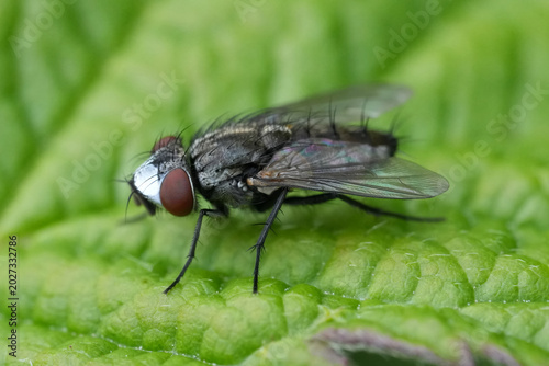 Tableau sur toile Detailed closeup on a Metopia fly species sitting on a green leaf