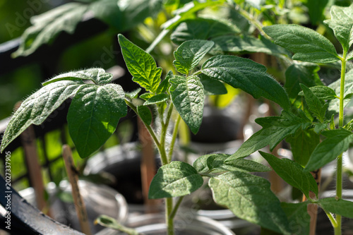 Young tomato seedlings in the sun