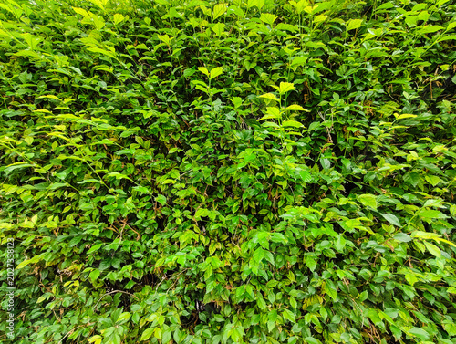 Fotografi Dense green hedge with lush leaves and natural texture, perfect for background or environment design elements