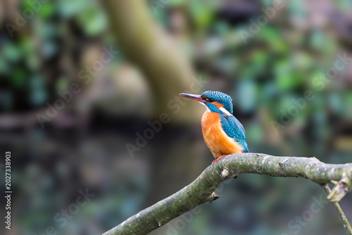 A female Kingfisher standing on a dead tree branch above a water way