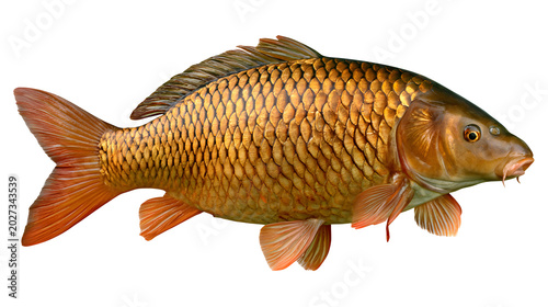 Ultra realistic large common carp fish with golden scales and realistic aquatic textures, premium wildlife photography, isolated on white background