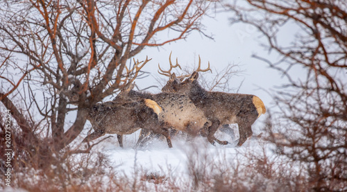 Photography A deer in the mountains in winter with falling snow